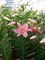 [4229 Nervi No101.JPG]